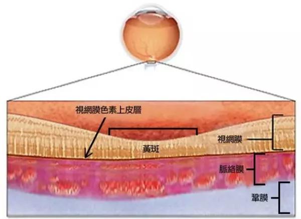 玻璃體視網(wǎng)膜,?，斎鹨曆劭?上海眼科醫(yī)院