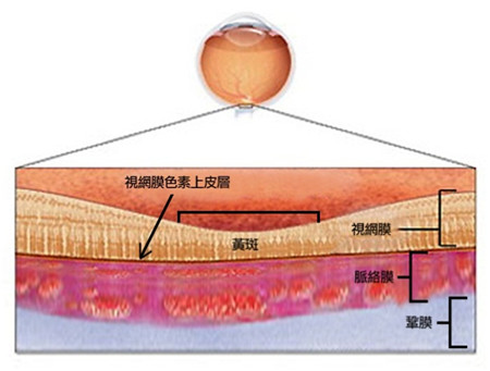 玻璃體視網(wǎng)膜,?，斎鹨曆劭?上海眼科醫(yī)院