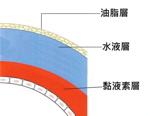 眼表眼角膜,?，斎鹨曆劭?上海眼科醫(yī)院