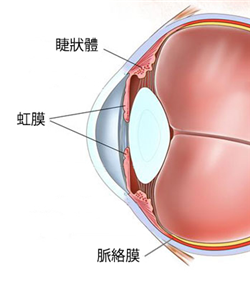 眼表眼角膜,希瑪瑞視眼科,上海眼科醫(yī)院