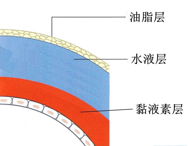 眼表眼角膜,?，斎鹨曆劭?上海眼科醫(yī)院